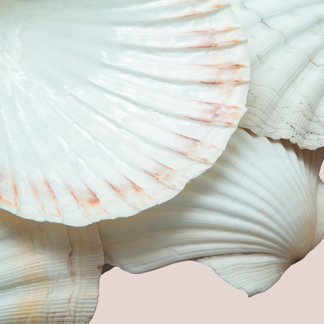 Dekoratív fésűkagyló faszenes füstöléshez vagy gyógynövényes kötegek füstöléséhez az indián tradíció alapján.